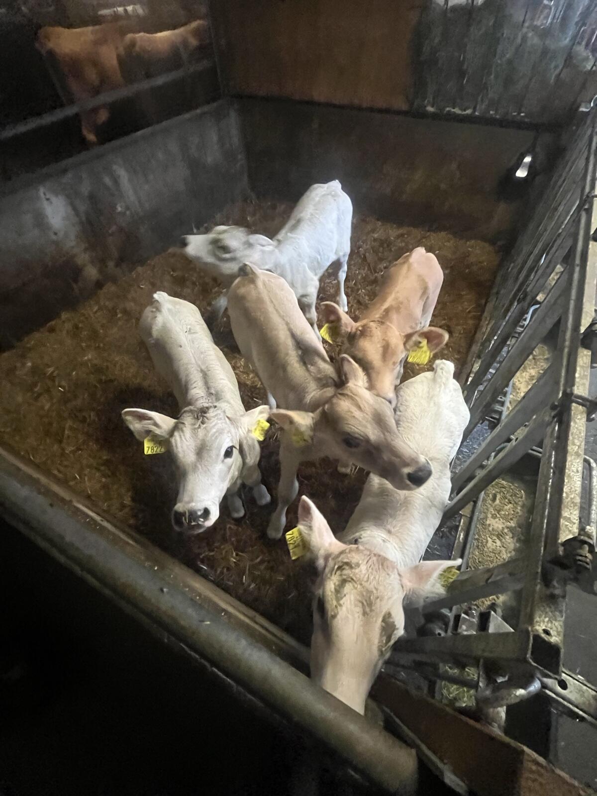 Bio Braunviehkälber 2