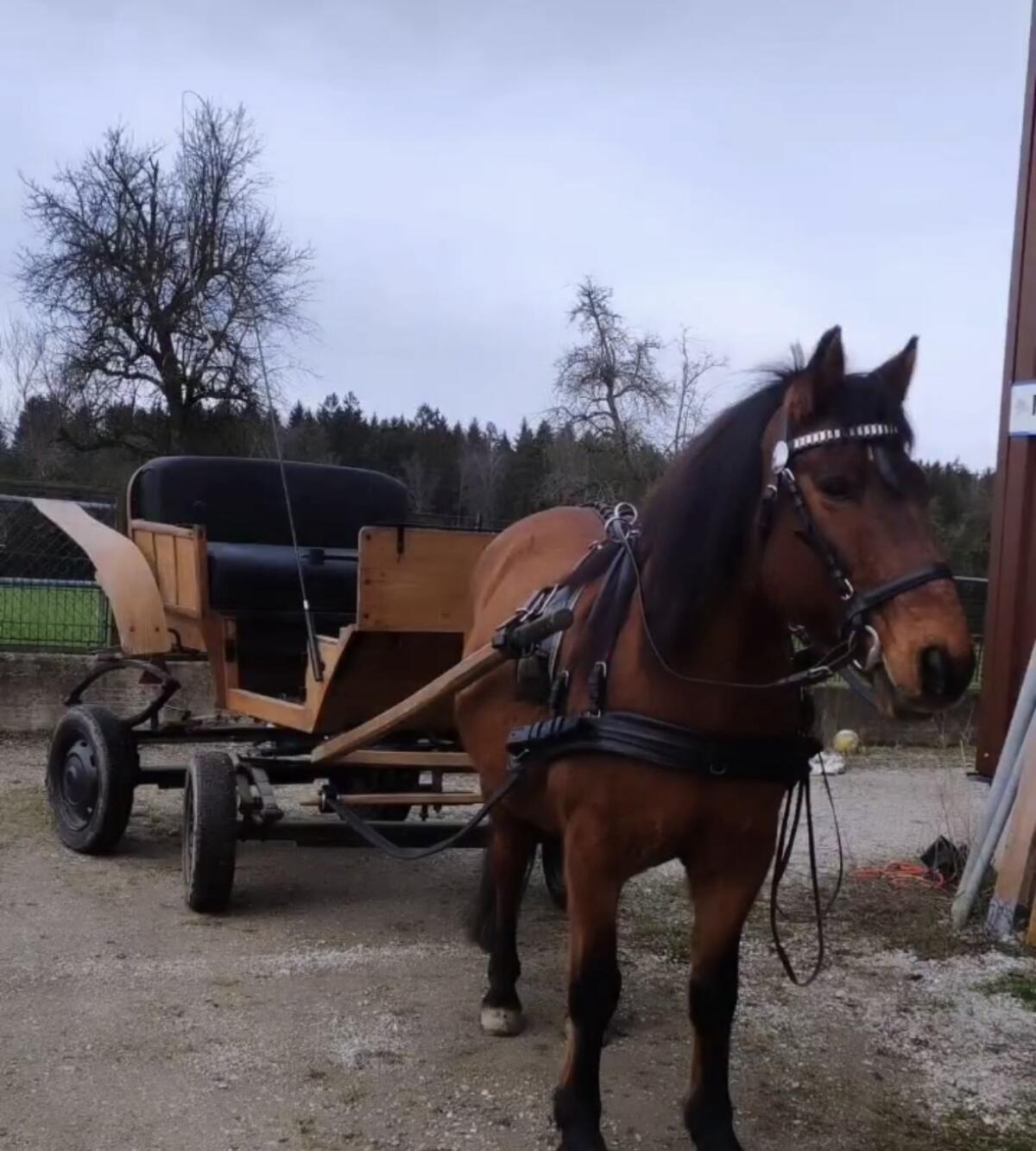 Steirerwagerl Kutsche zu verkaufen 1