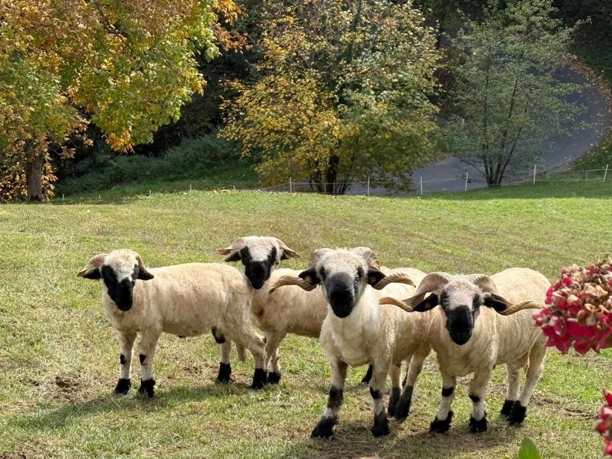 4 Stk. Walliser Schwarznasen Widder 1