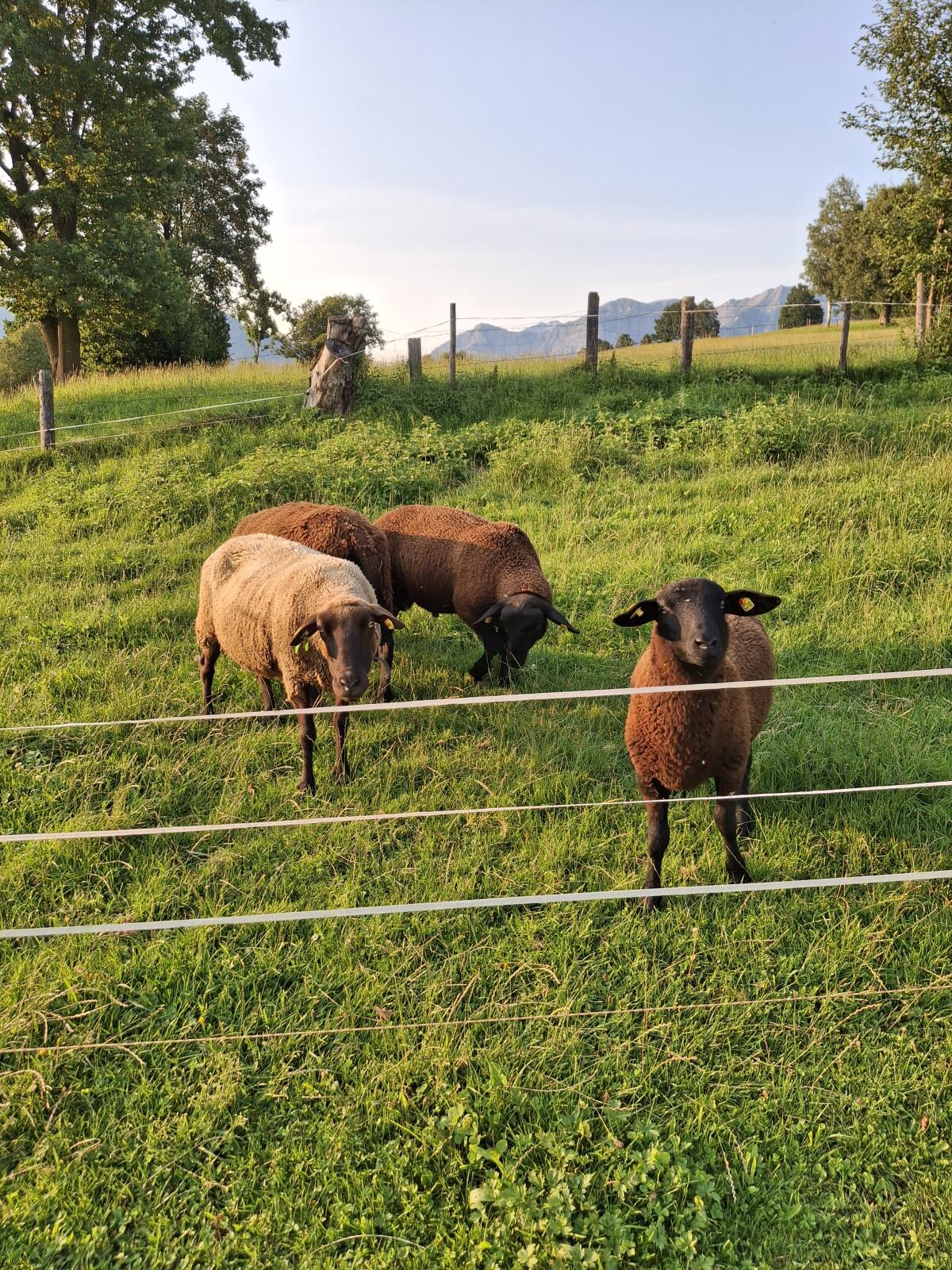 Verkaufe Jurawidder, 8 Monate alt, Bio 1
