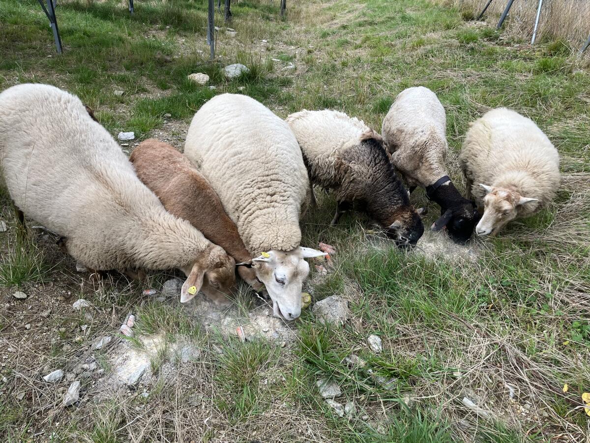 Gemischte Schafe 8 Stk. 3