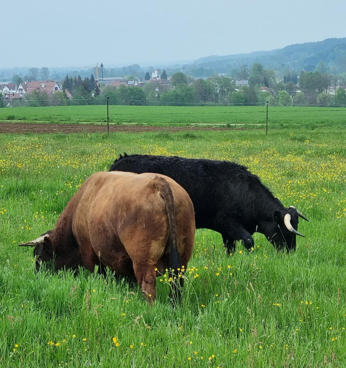 DEXTER Bulle, rot, Herdbuch A (8-8-8) 3