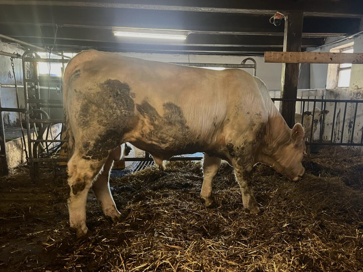 Charolais Zuchtstiere 3