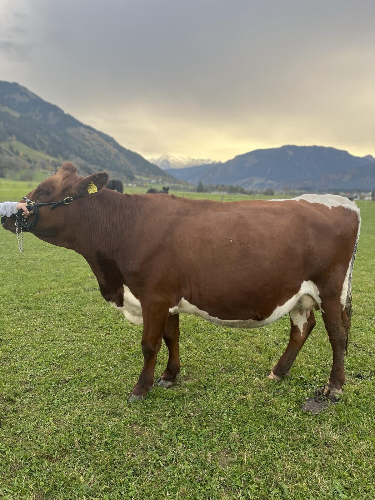 Verkaufe trächtige PI x RF Kuh 2