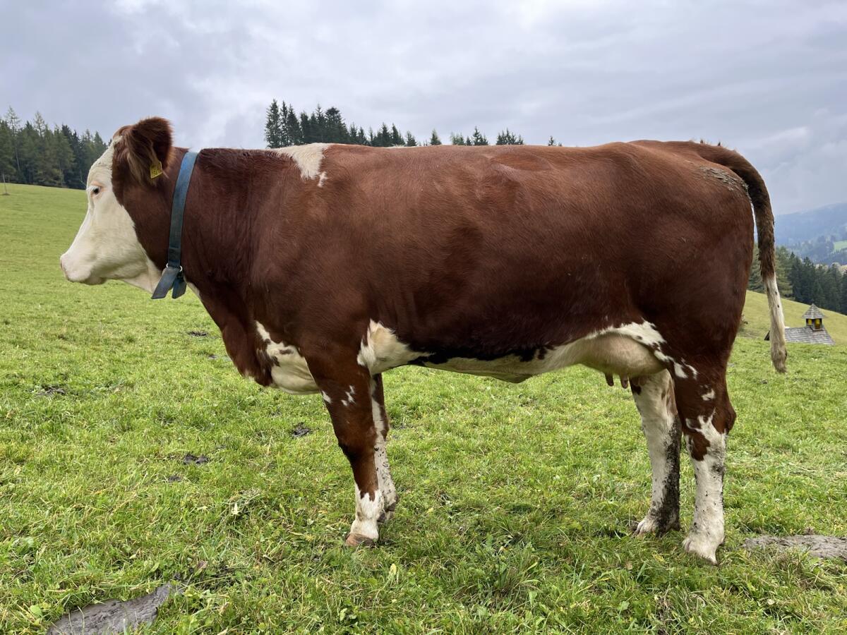 Bio Jungkuh Fleckvieh 1