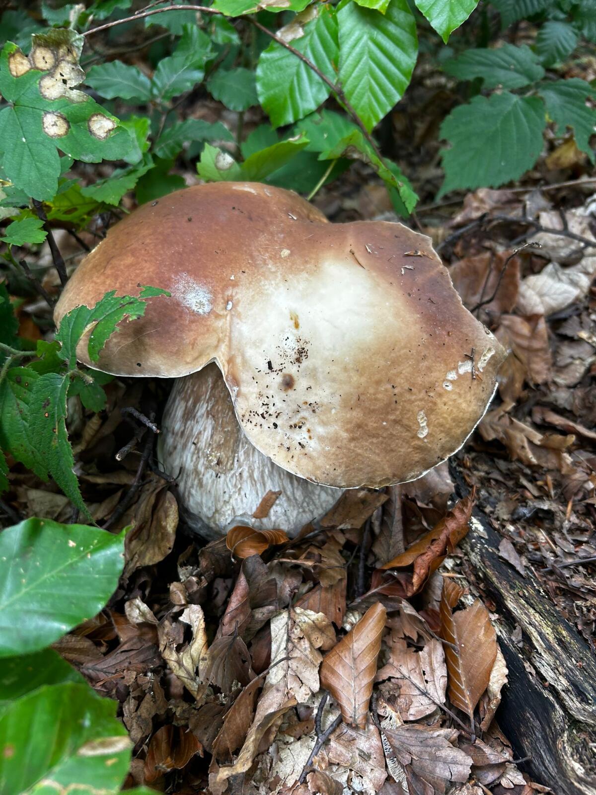 Steinpilze getrocknet 1