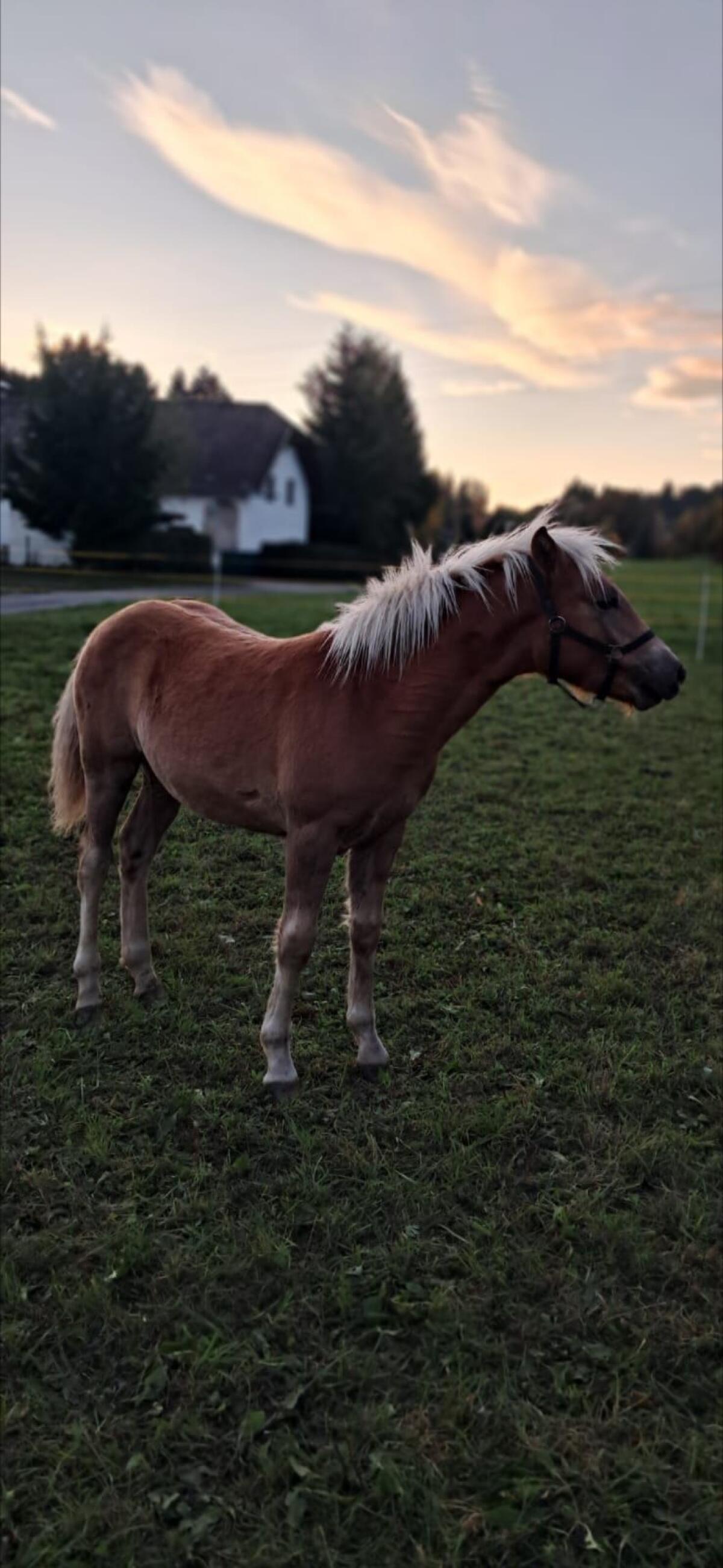 Haflinger Stutfohlen 2