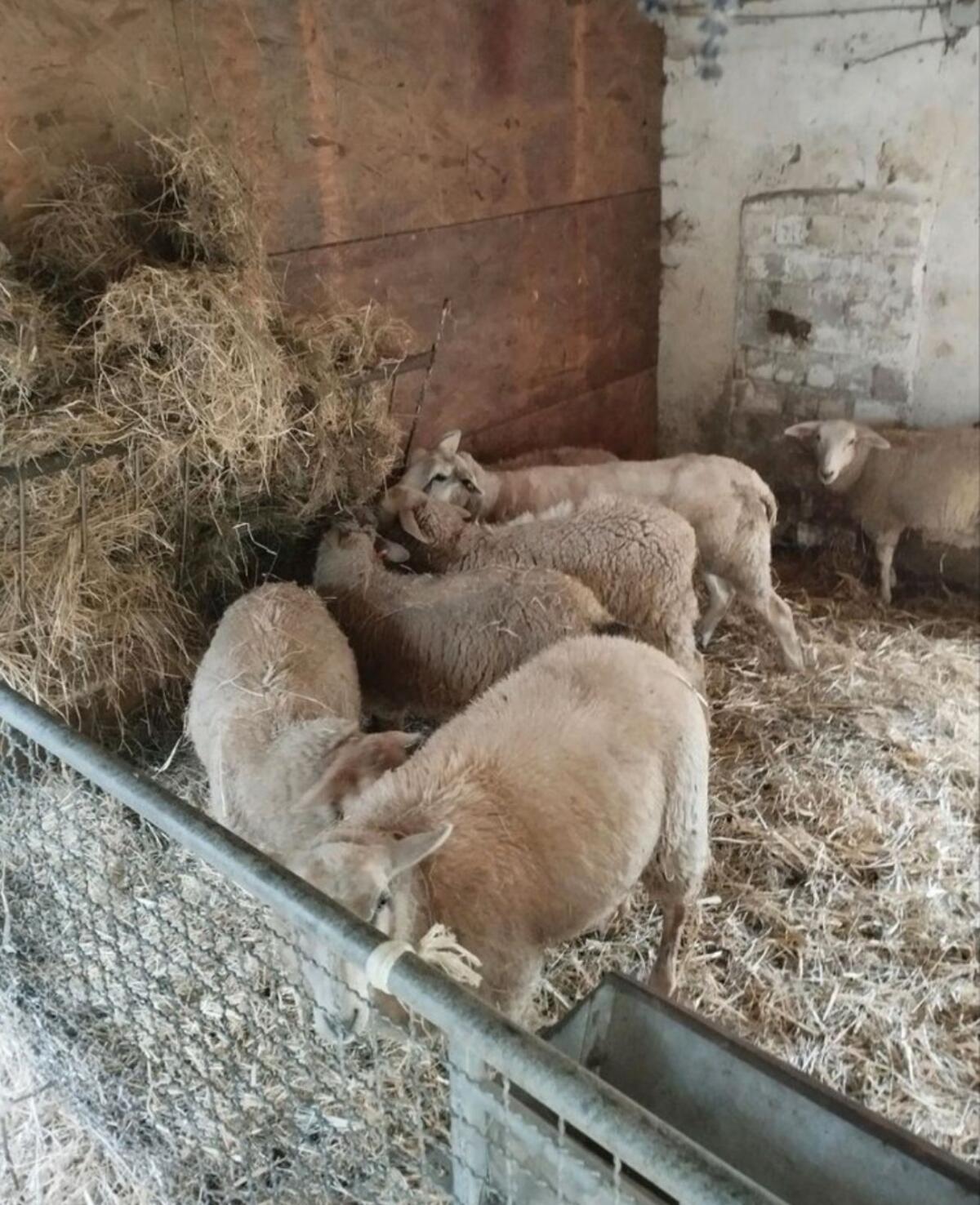 Kaufe ganzjährig Lämmer und Altschafe 1
