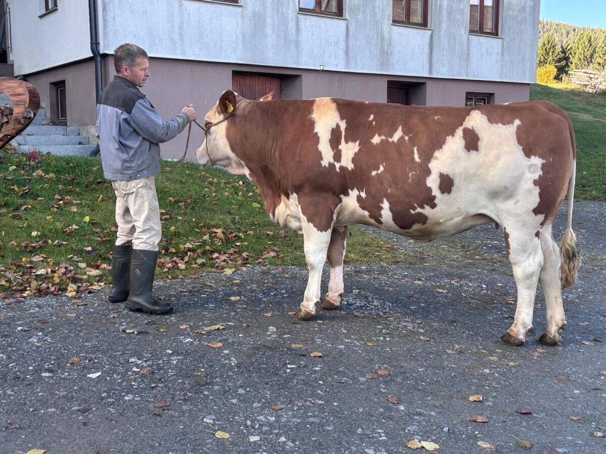 Trächtige Fleckviehzuchtkalbin 2