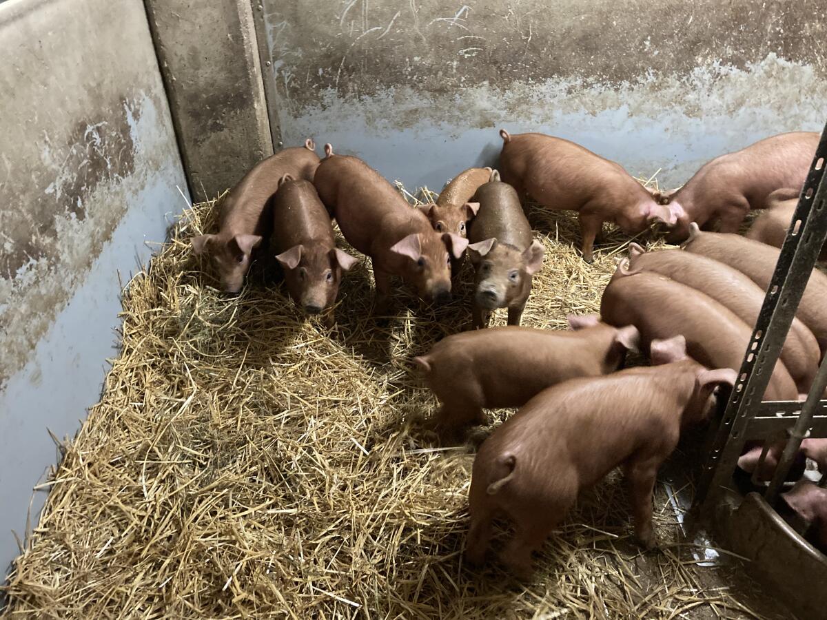 Duroc Ferkel 3