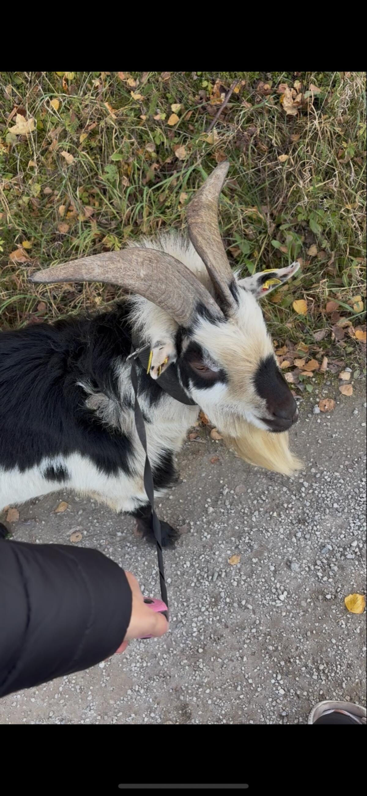 Schöner Zwergziegenbock 3