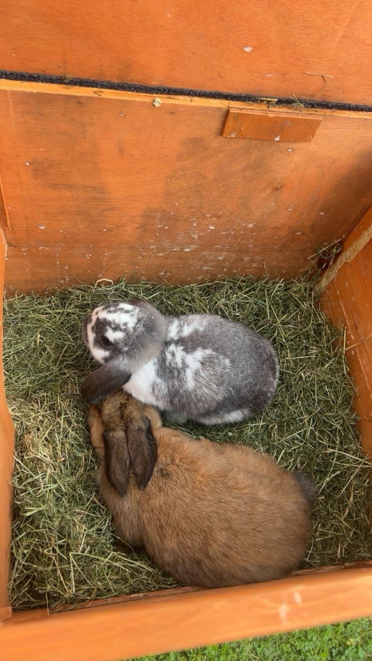 Zwergkaninchen zu verkaufen, plus Zubehör 1