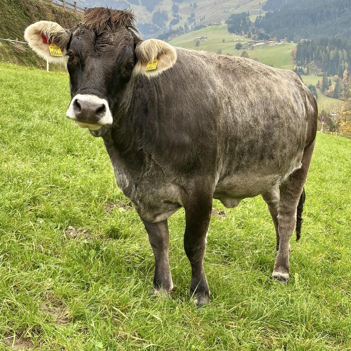 Grauviehkalbin zu verkaufen 1