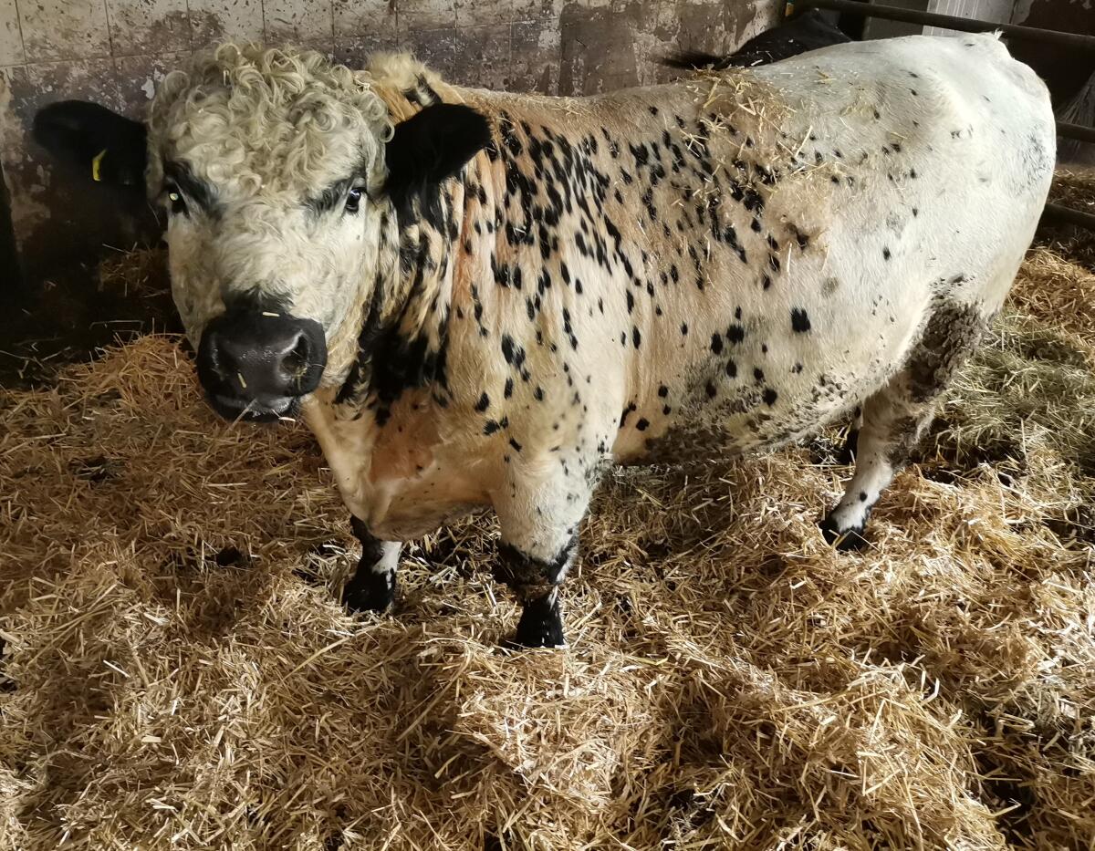 Verkaufe Galloway Stier 2