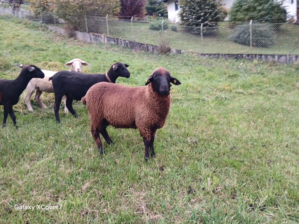Jura Widder 2