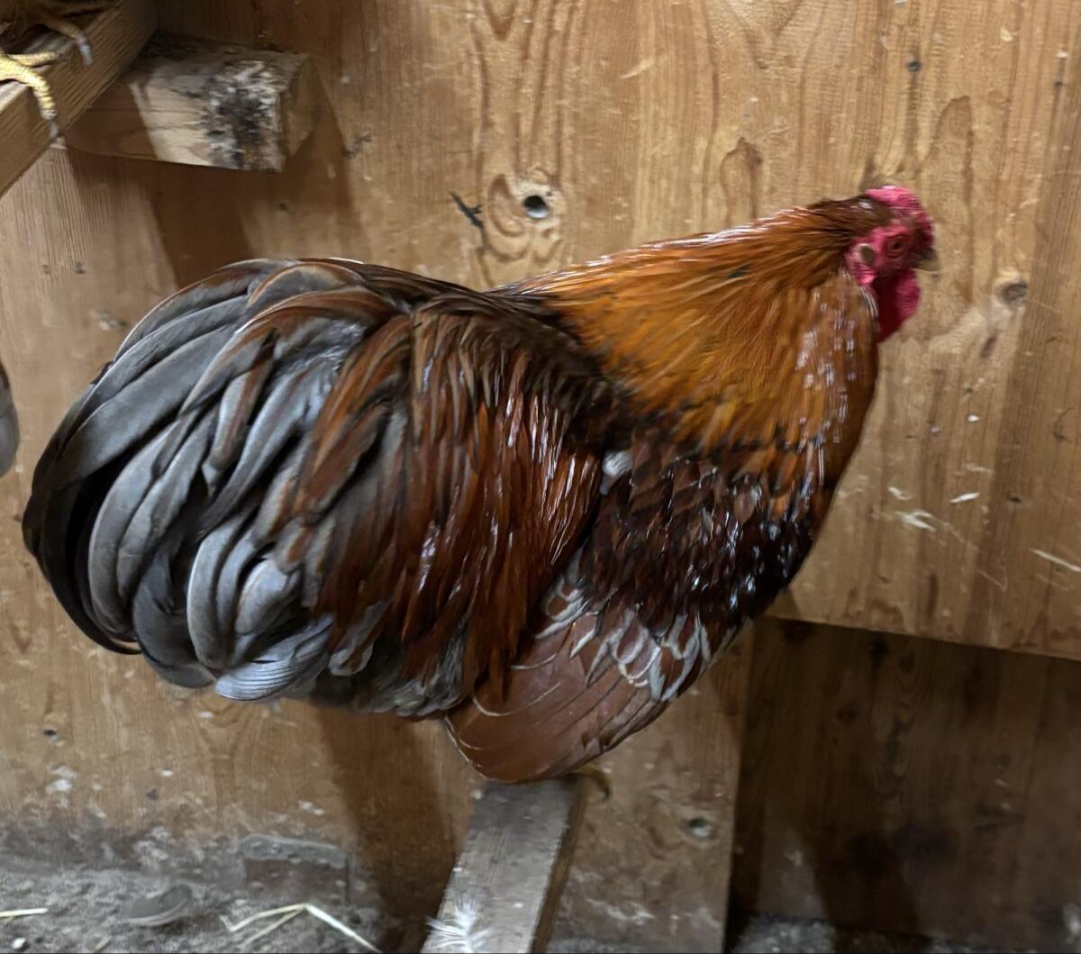 Marans, Zwergwyandotten 3
