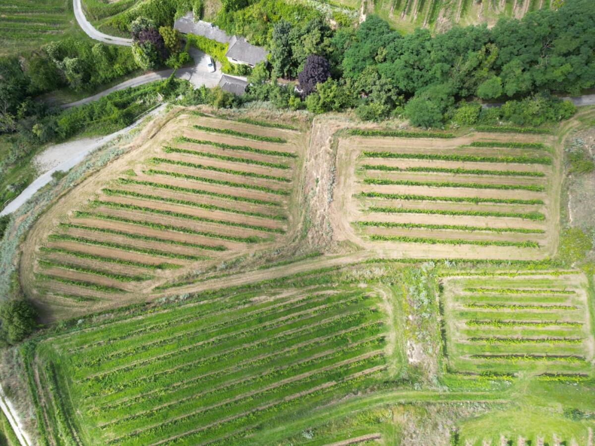 Weingarten mit Weitblick 1