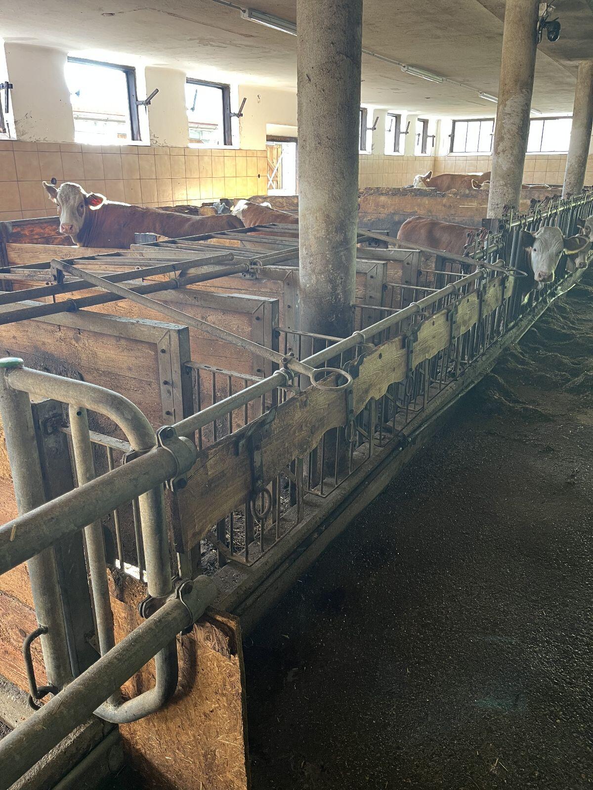 Kälberfressgitter, Kälberaufstallung 1