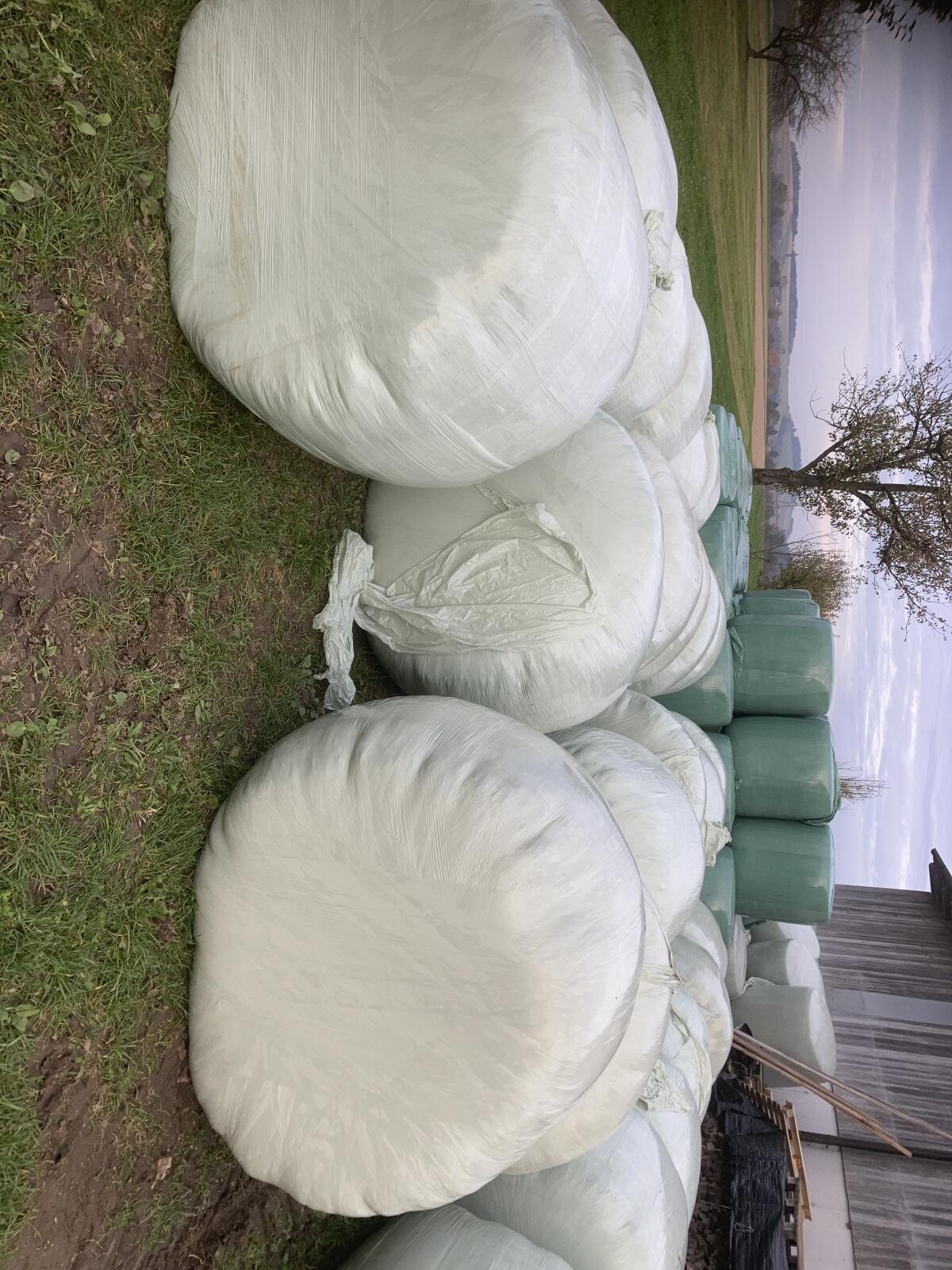 Silageballen Ernte Herbst 2025 1