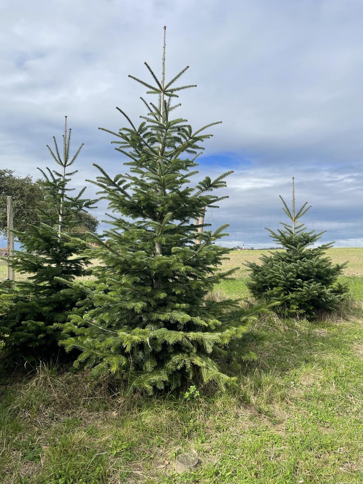 Christbäume 3-4 m 2