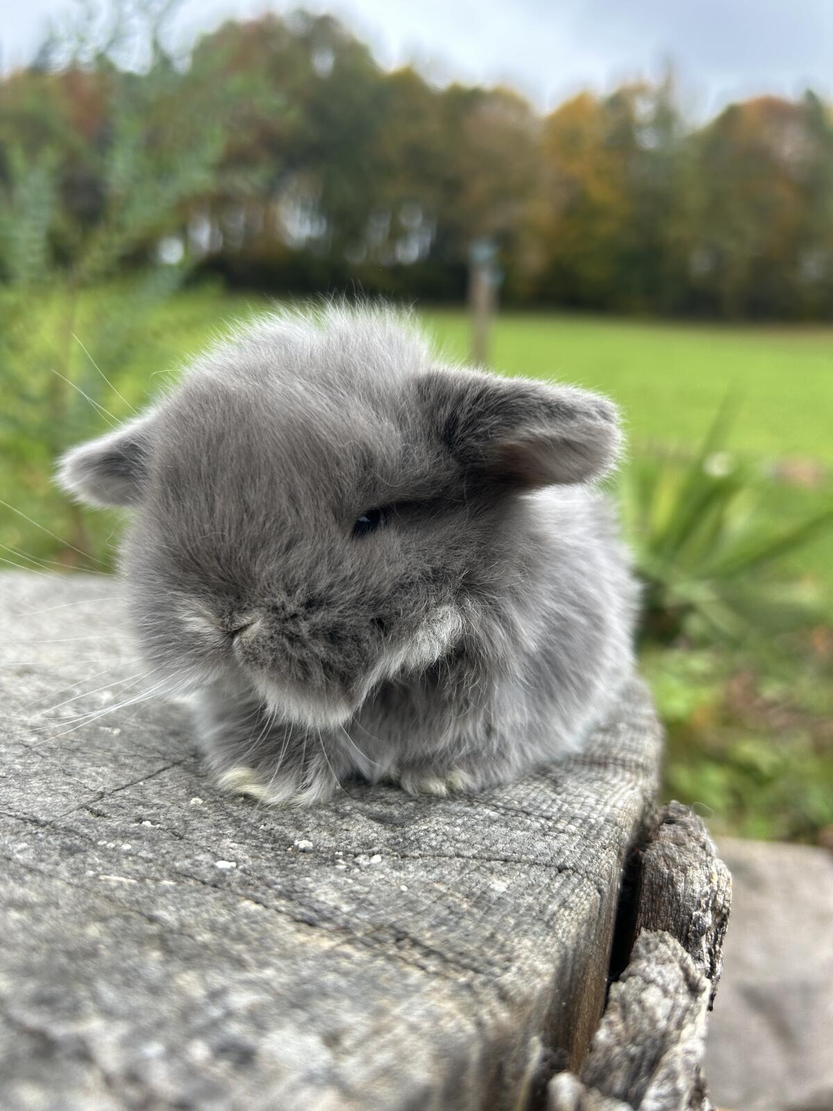 Mini Lop Miniwidder Minilop Zwergwidder Kaninchenbabys 2