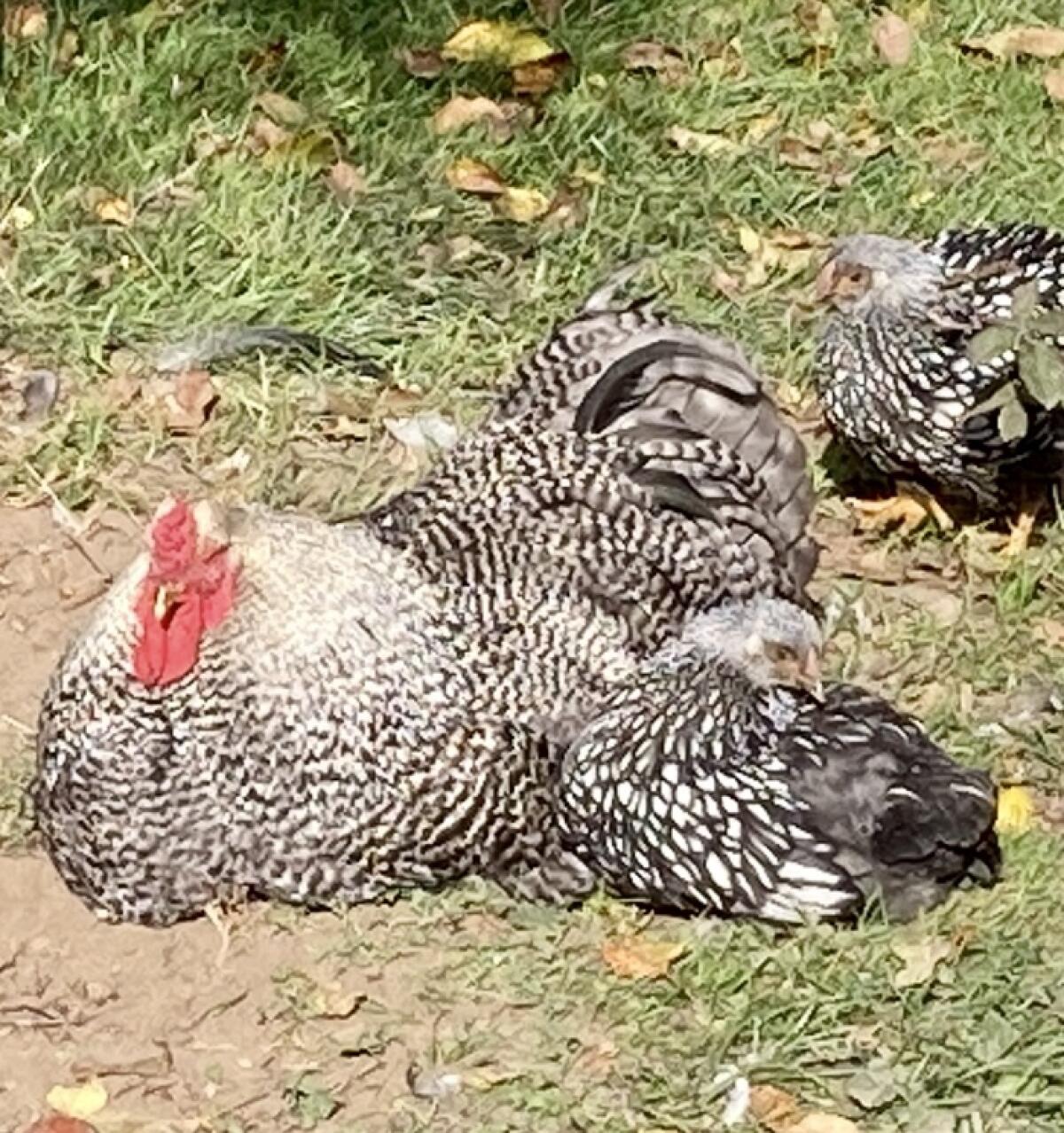 Brahmahahn gesperbert 2