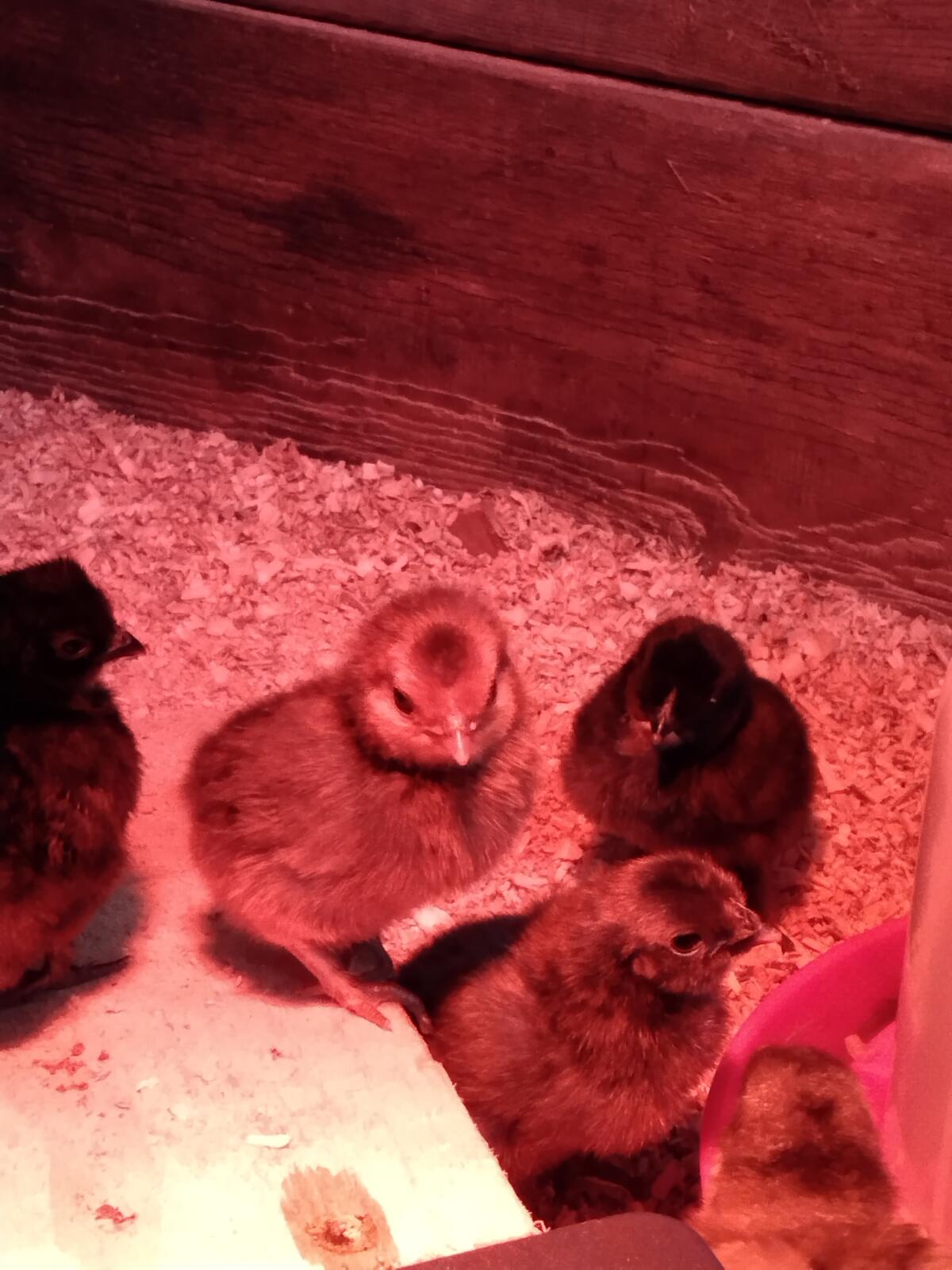 Mix Junghühner und Küken, Bruteier in kleinen Mengen 3