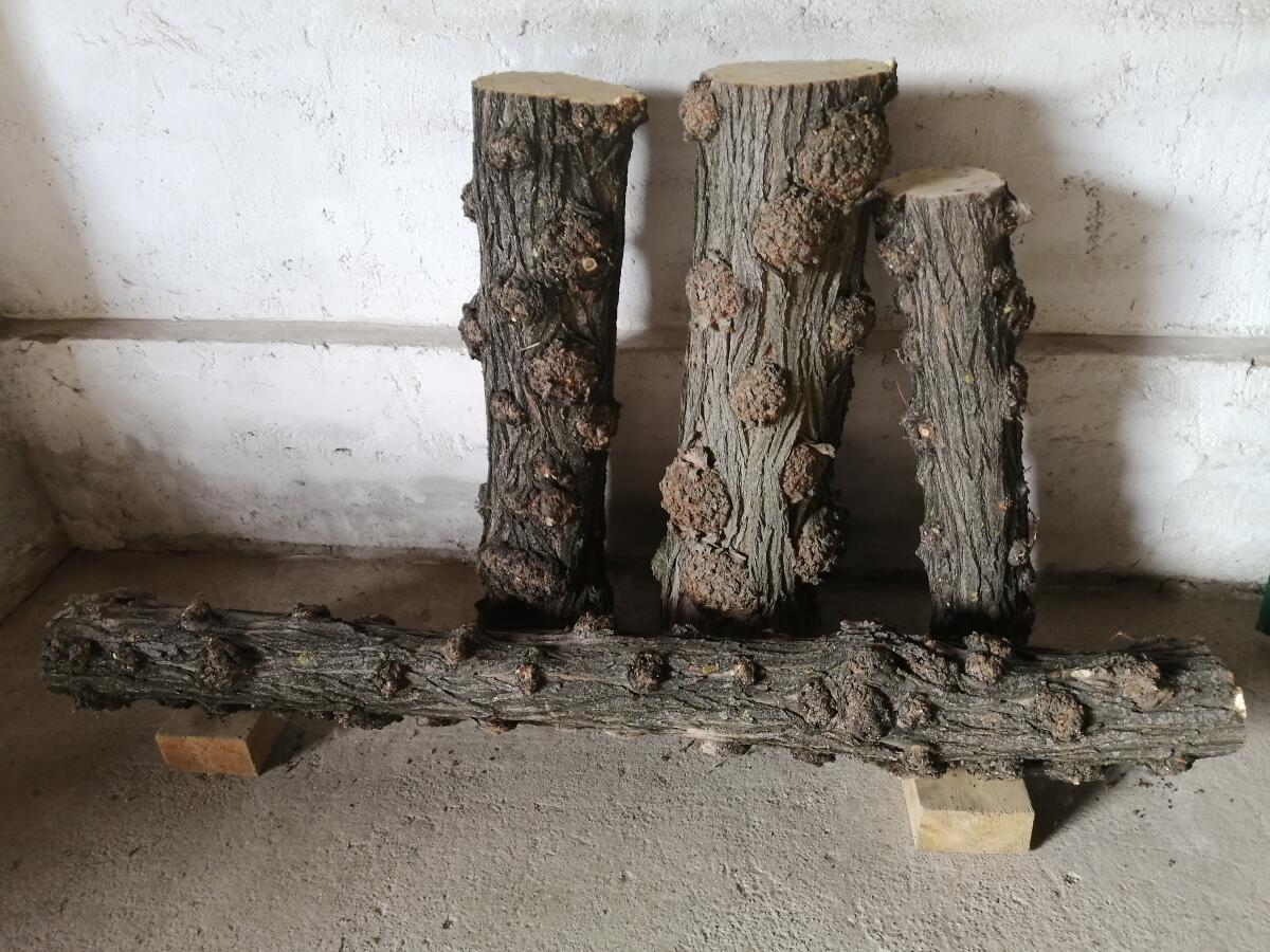 Baumstämme zu verkaufen 2