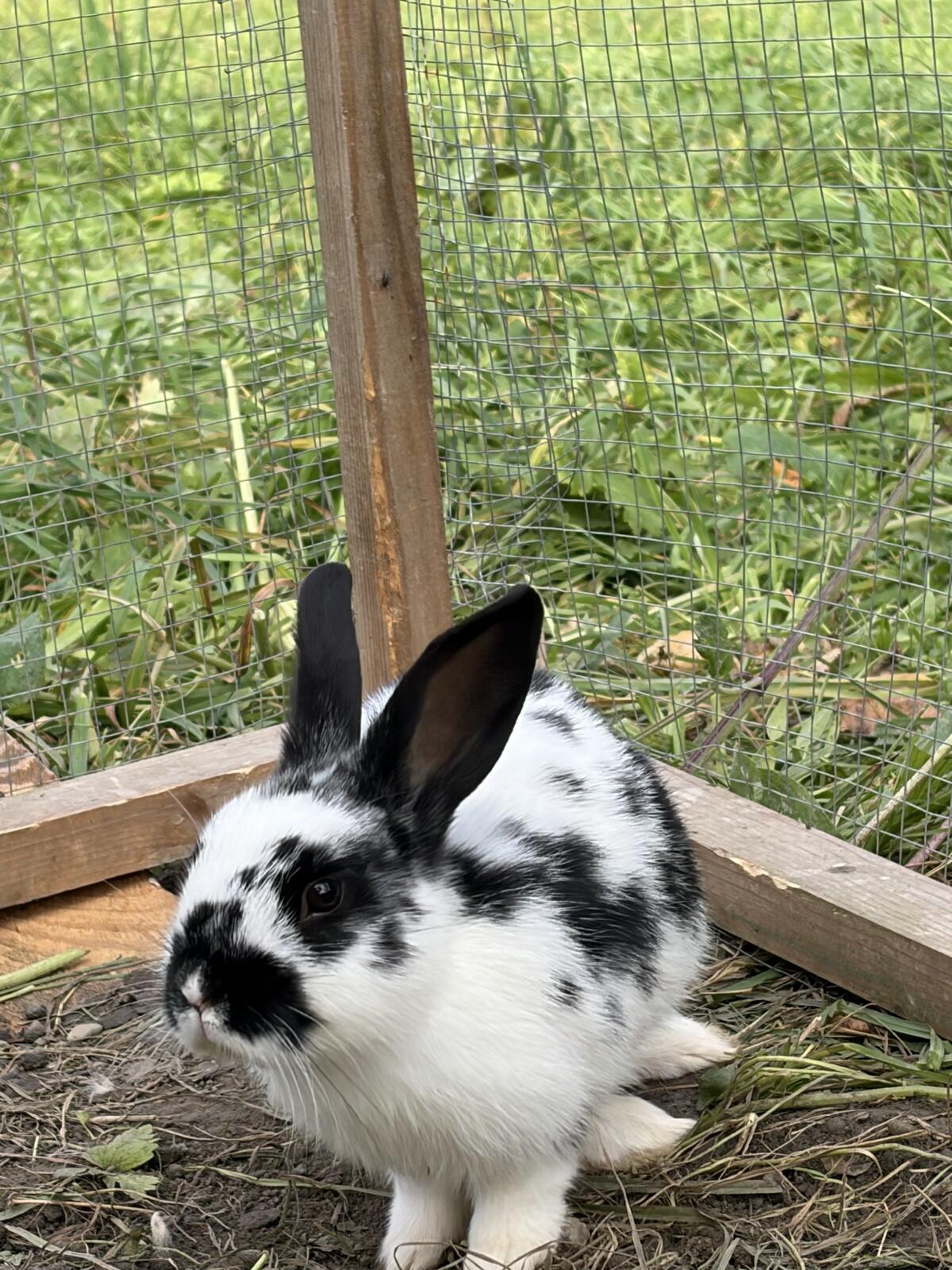 Kaninchen 2