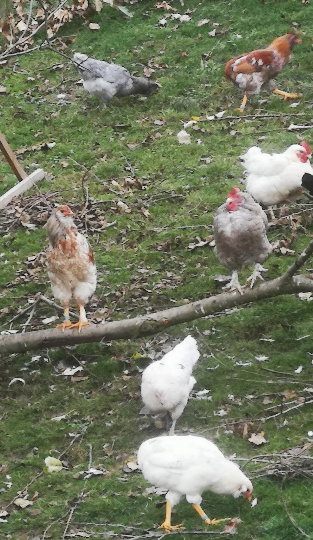 Araucana Junghähne 2