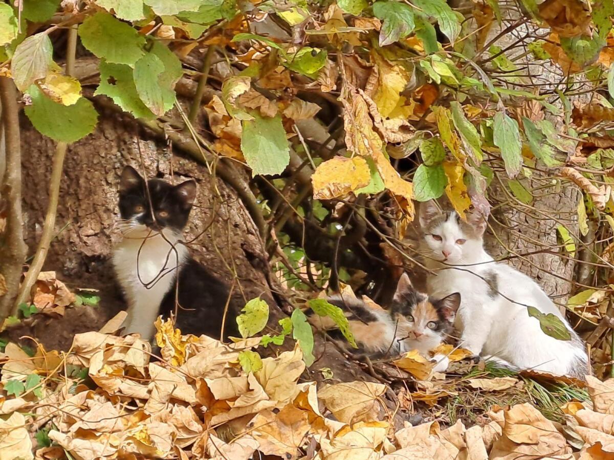 Kleine Katze 2