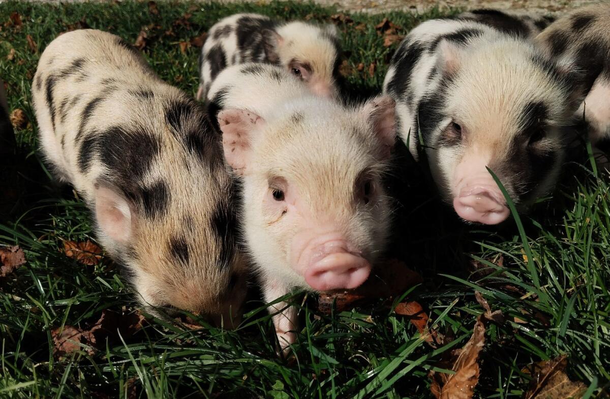 Winzige Minischwein-Ferkel 2