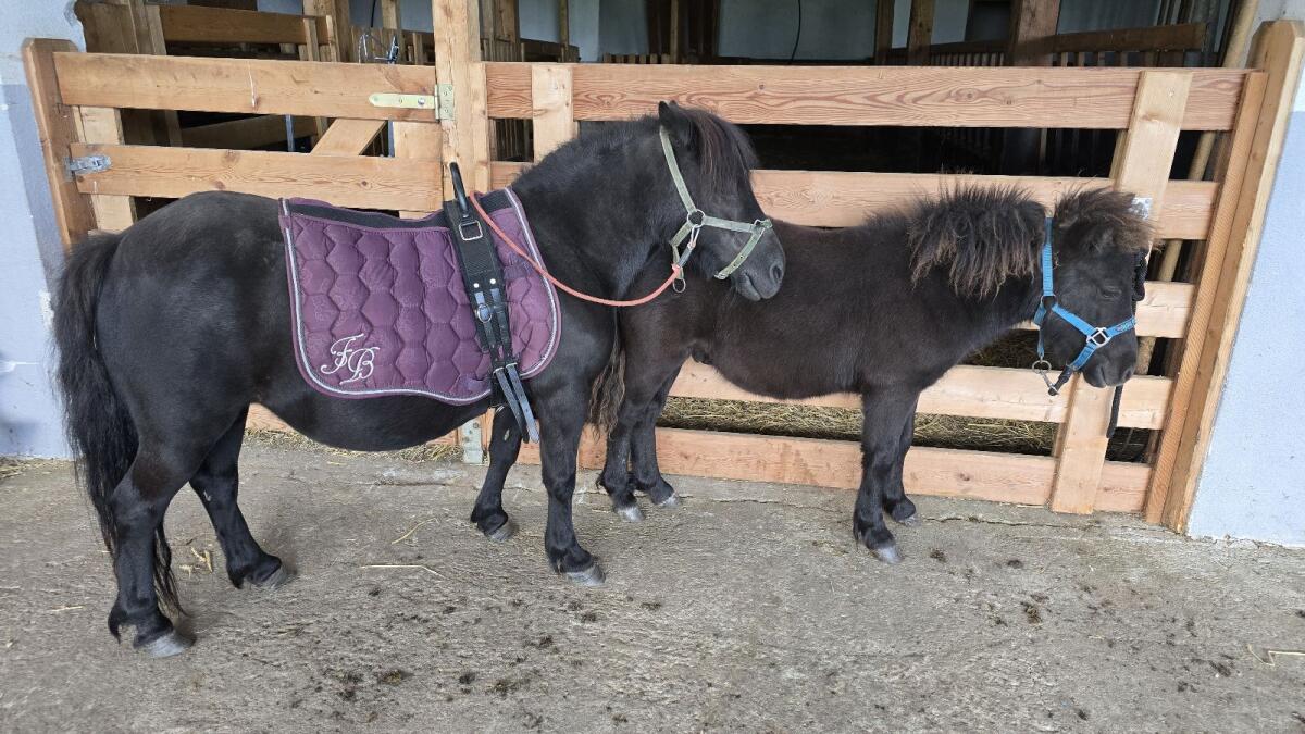 Shetland Pony Kathy mit Hengstfohlen Anton 1