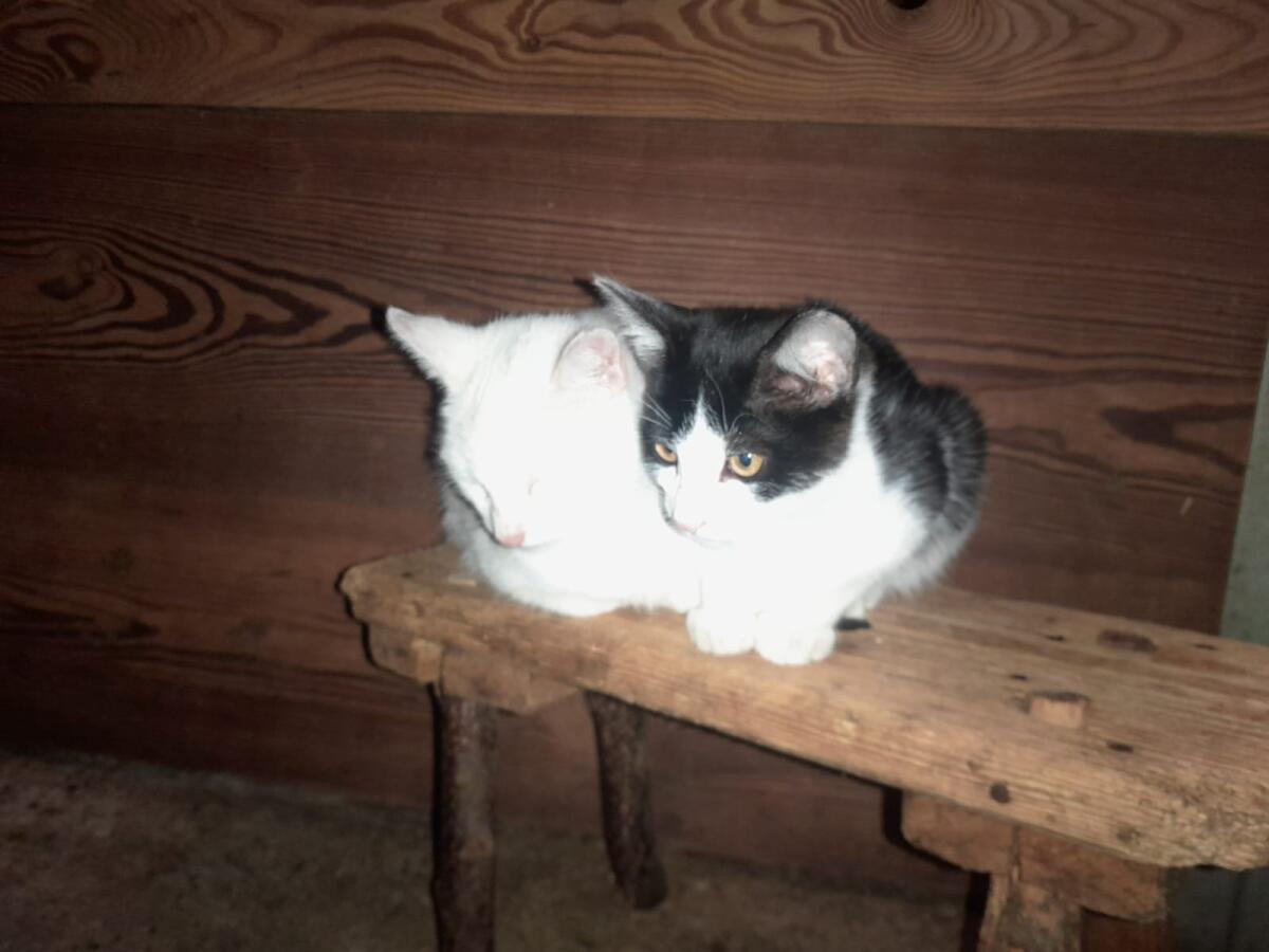 Katzen 1