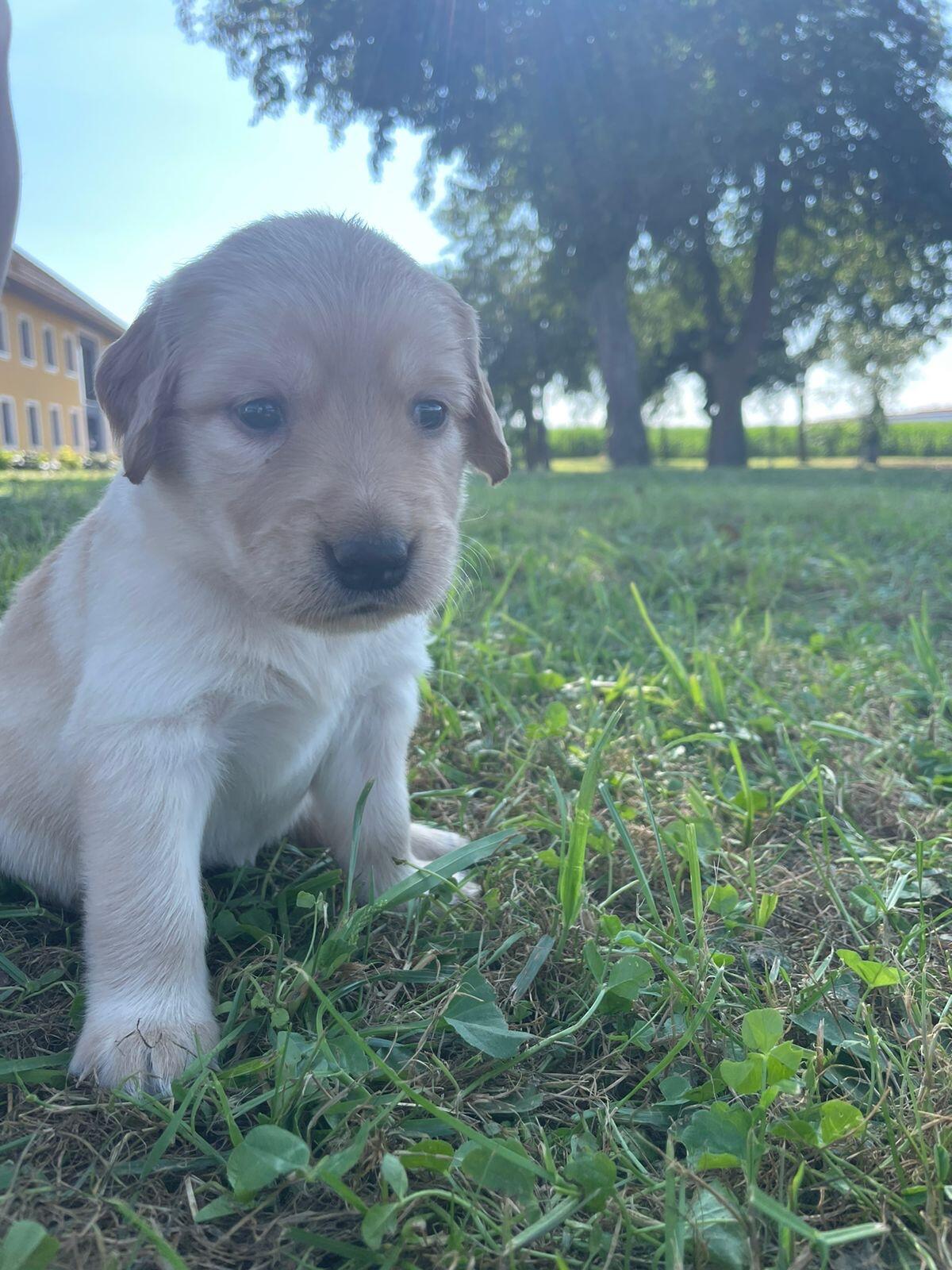Labrador Retriever Welpen 2