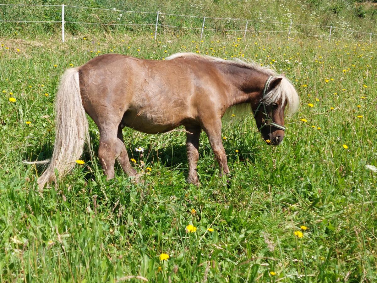 Shetlandpony-Wallach 2