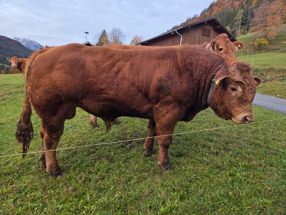 Limousin-Stier 3