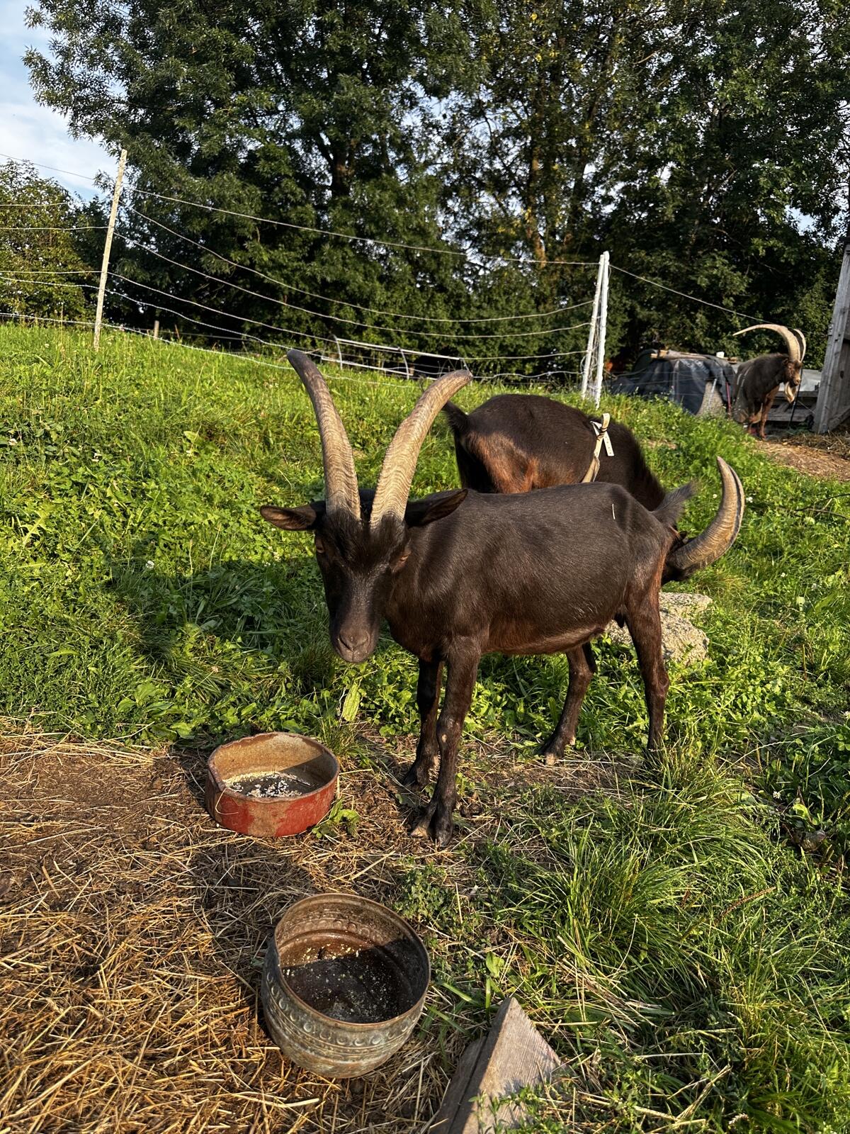 Aosta Sichelbock 1,5 J und Ziege 2,5 J 3