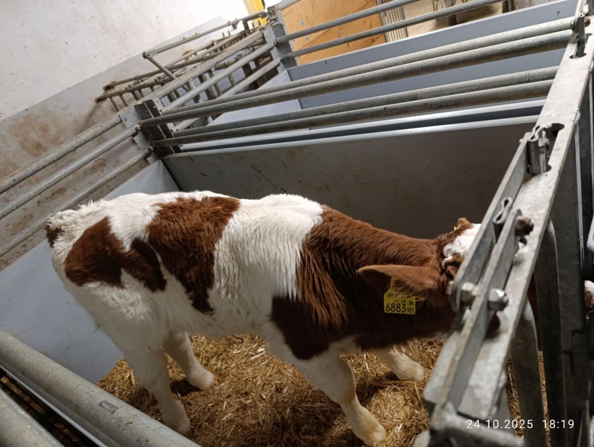 FV Stierkalb zu verkaufen 1