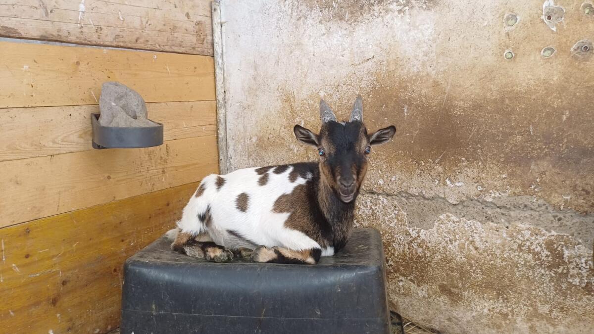 Mini Zwergziegenbock, 11 Monate, kastriert 1