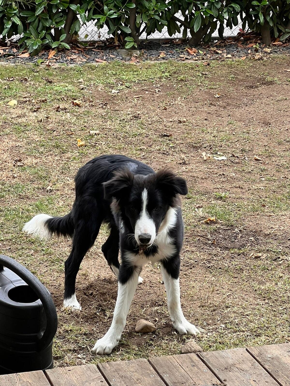 Border Collie-Welpe „Tango“ sucht ein liebevolles Zuhause 3