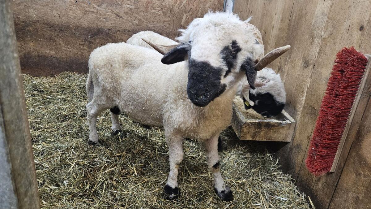 Walliser Schwarznasenwidder abzugeben 1