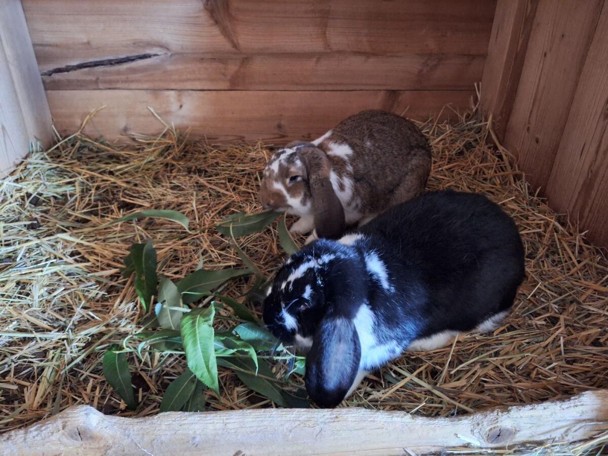 Kaninchen 2