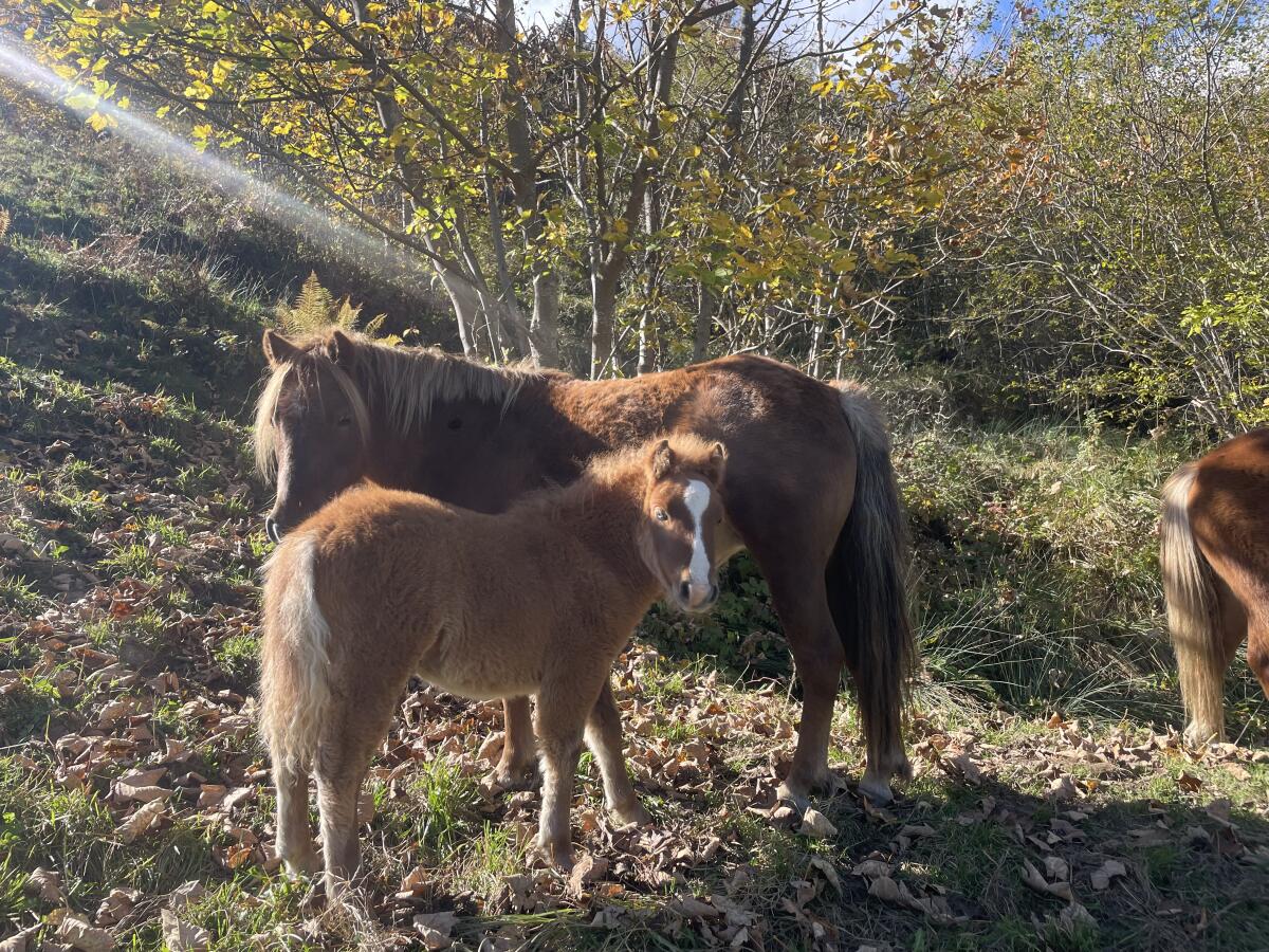 Pony Stute mit Hengstfohlen 3