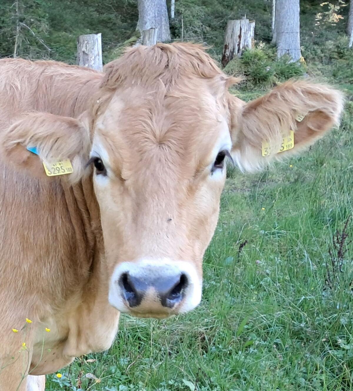 Trächtige Murbodnerkalbinnen 2