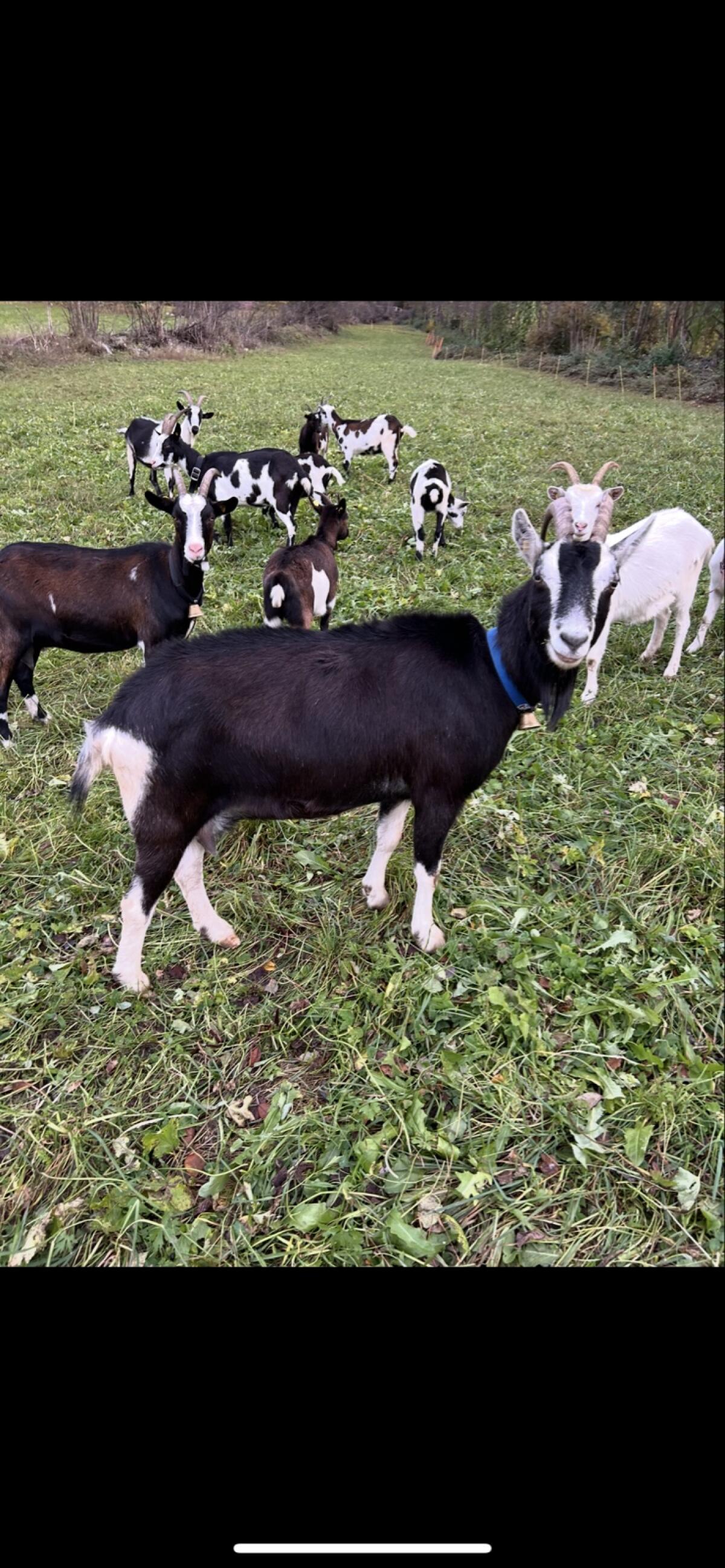 Bündner Strahlenziege 2