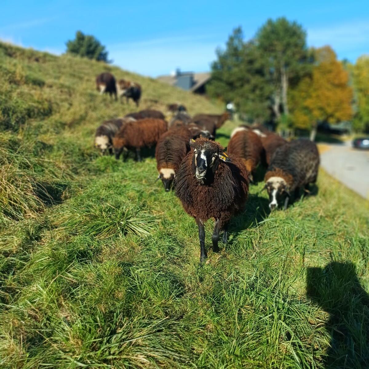 Krainer Steinschafe aus Melkbetrieb 3
