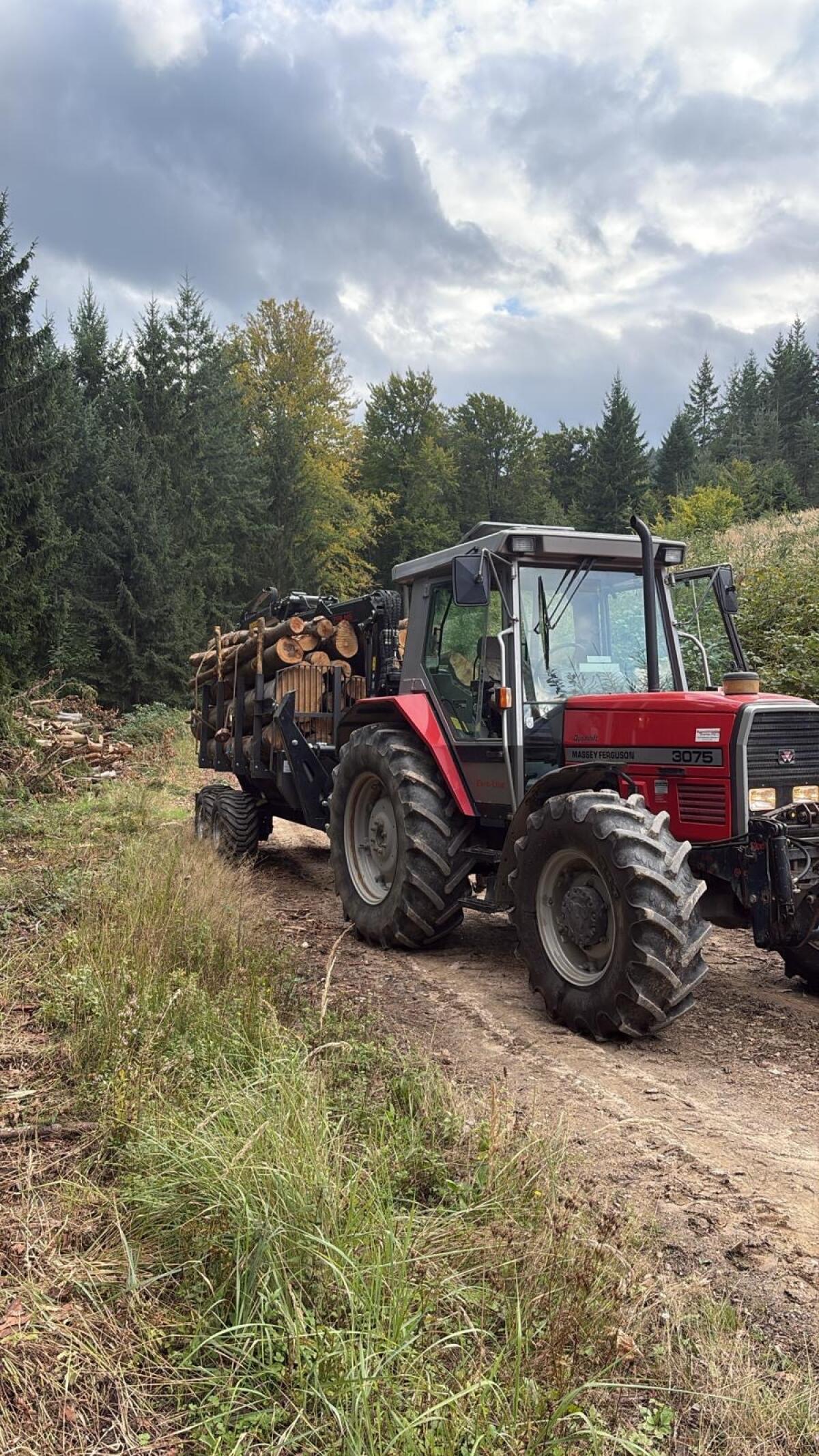 Holzschlägerung, Durchforstung, Windbruch 2