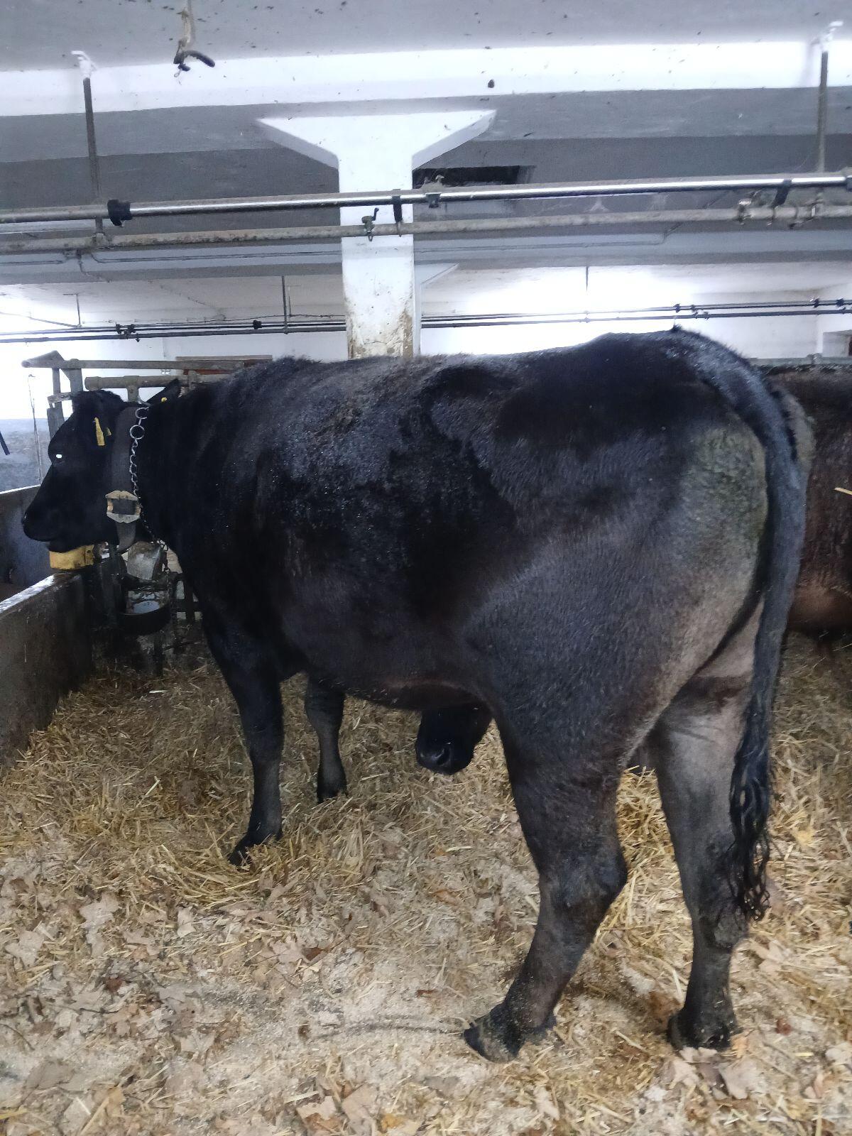 Wagyu Kuh 100% FB 2
