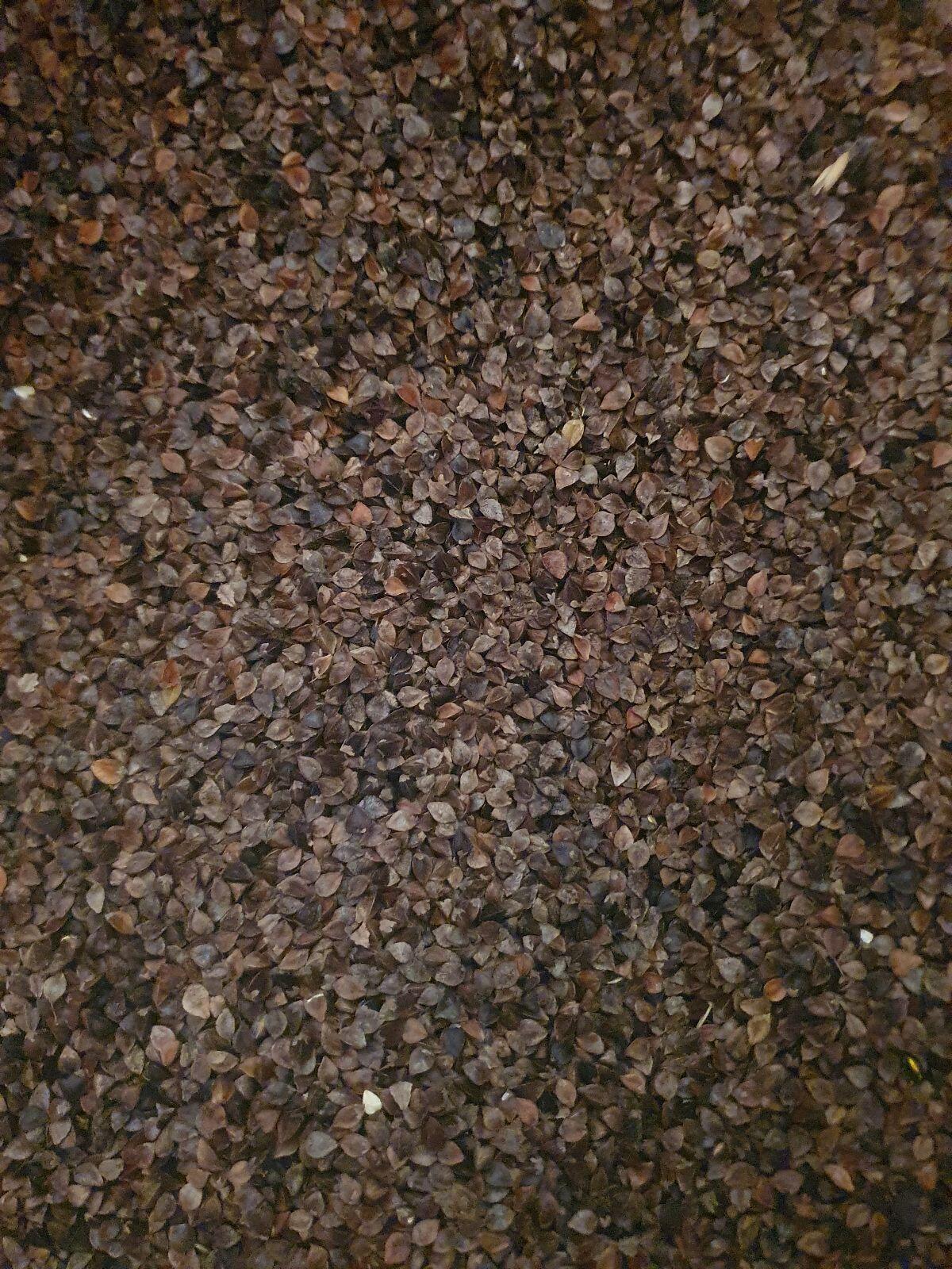 Buchweizen 1